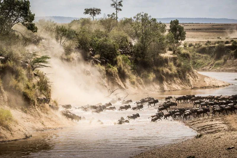 wildebeest migration tanzania serengeti