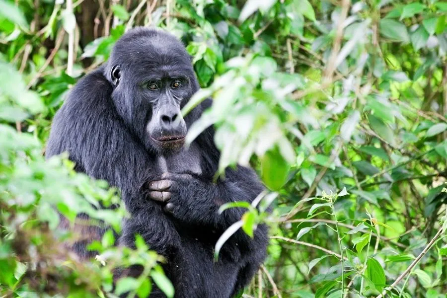 Mountain Gorilla uganda