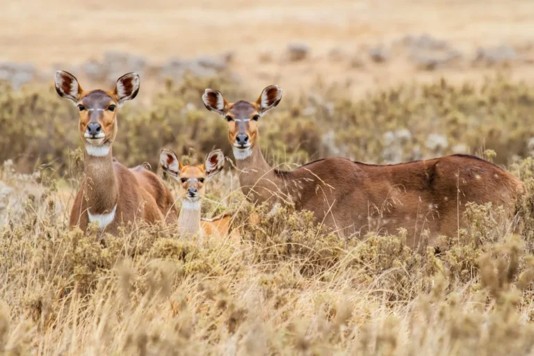 Mountain Nyala