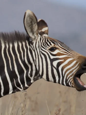 Mountain Zebra National Park