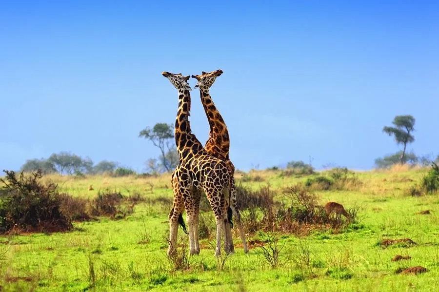Murchison Falls NP