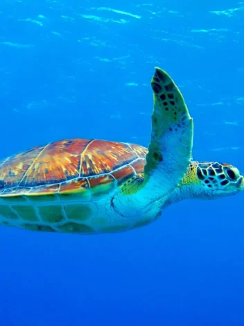 Nungwi natural aquarium &amp; Mnarani marine turtles conservation pond