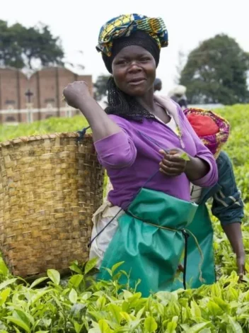 Nyungwe activities