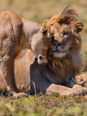 One Day Safari to Ngorongoro Conservation Area
