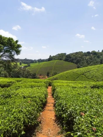 One Day at Kiambethu Tea Farm