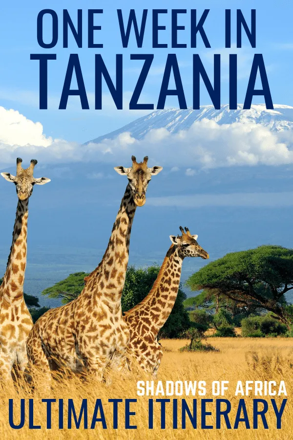 Are you wondering what to do in Tanzania aside from a Serengeti safari? From the beaches of Zanzibar to hiking Mt. Kilimanjaro, and of course, the best safari trip of your life, there are so many reasons to visit Tanzania on your Africa trip! #tanzania #serengeti #kilimanjaro #zanzibar #africa #safari #travel 