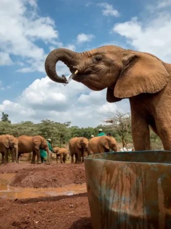 One day Nairobi City tour