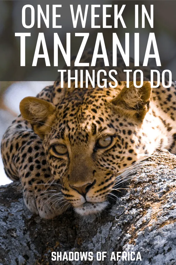 One Week Tanzania Safari