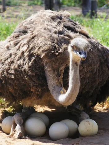 Ostrich Farm