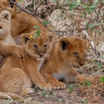 Making the Most of a One Night Safari – Tarangire, Lake Manyara, or Ngorongoro