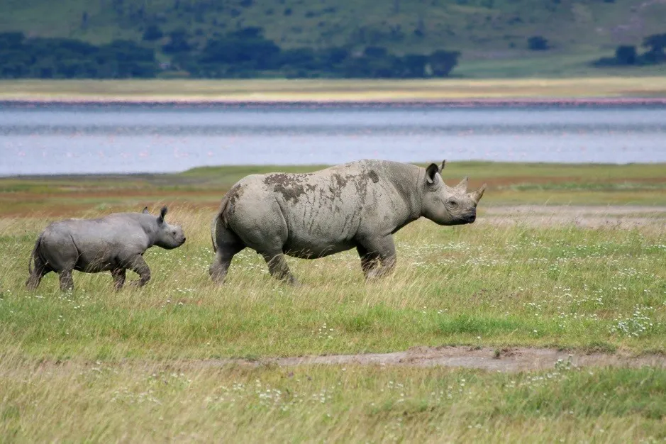 Ngorongoro Conservation Area Ngorongoro Conservation Area