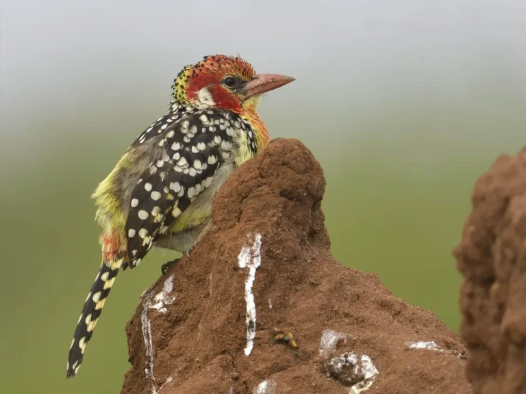 Red and yellow Barbet (Trachyphonus erythrocephalus)