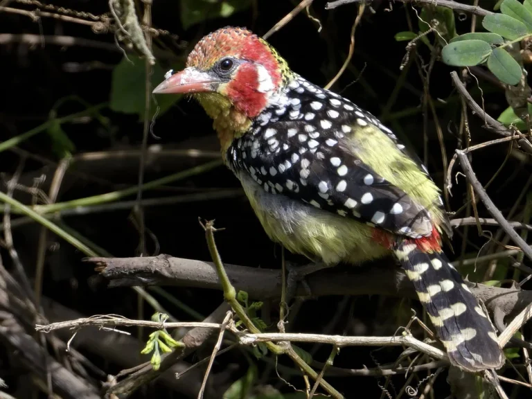 Red and yellow Barbet (Trachyphonus erythrocephalus)