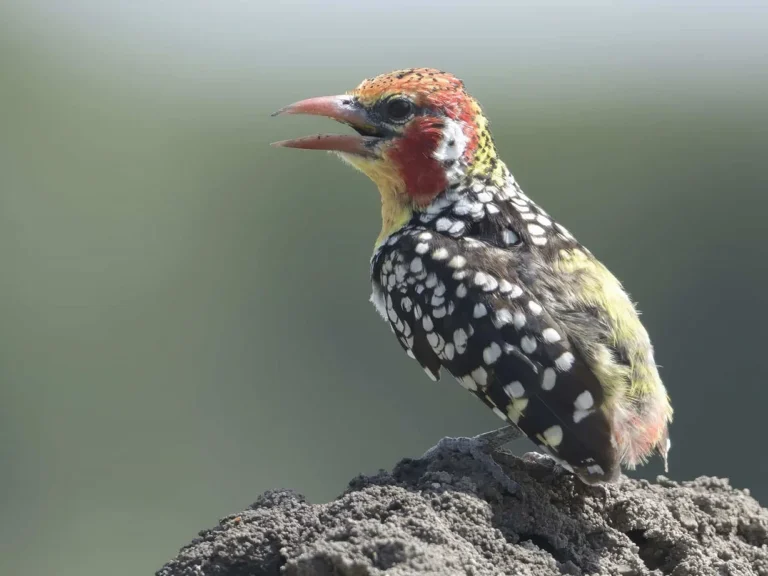 Red and yellow Barbet (Trachyphonus erythrocephalus)