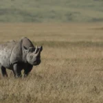 Great Big Five Safari!