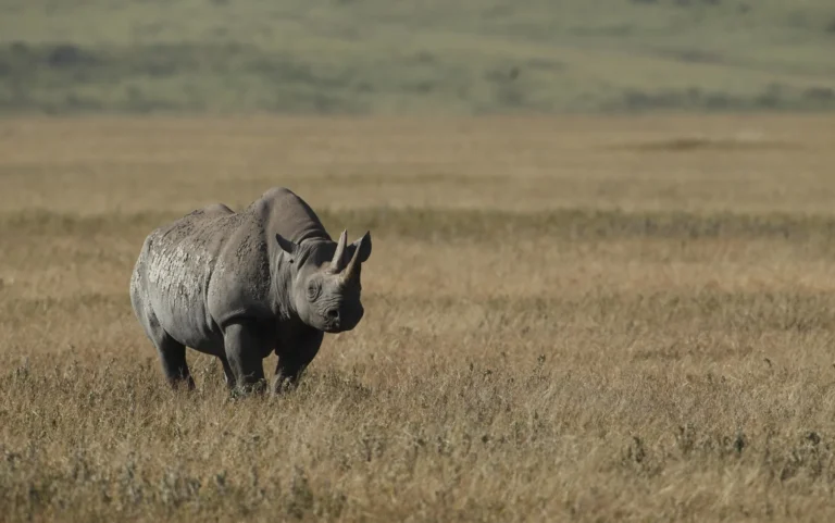 Great Big Five Safari!