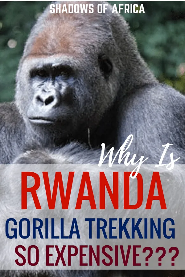 Is gorilla trekking in Rwanda too expensive? Why not try gorilla trekking in Uganda instead? #gorilla #wildlife #trek #safari #rwanda #uganda #travel #africa