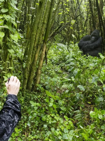 Rwanda hiking Gorilla
