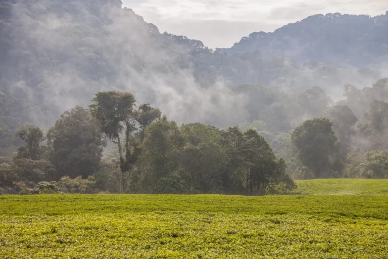 Gorilla Trekking in Rwanda Too Expensive? Try Uganda!