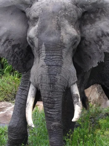 Safari from Mombasa - One Day Trip to Shimba Hills