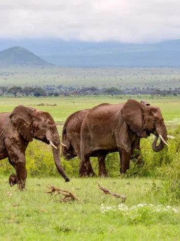 Safari from Mombasa - One Day Trip to Tsavo West