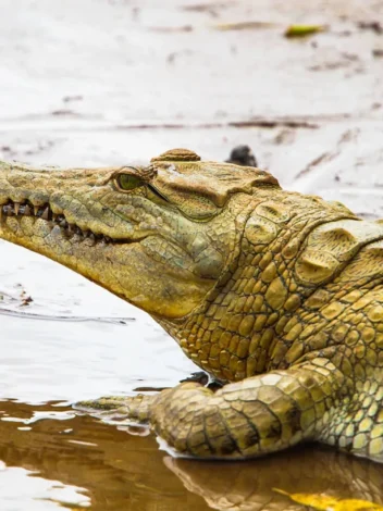Safari from Mombasa - Two-Day Safari to Tsavo East