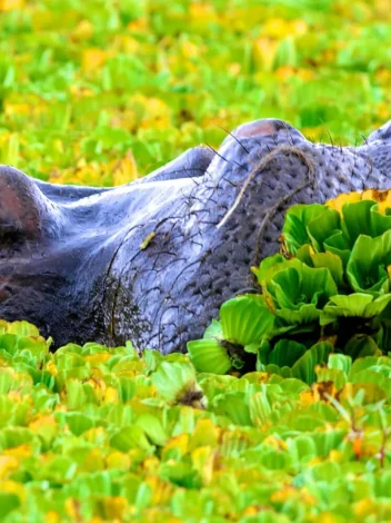 Safari from Zanzibar - Lake Manyara and Ngorongoro - Two Days