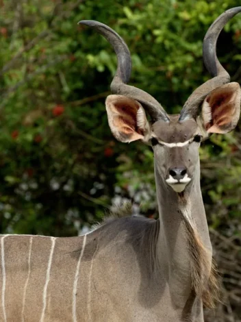 Safari from Zanzibar - Selous/Nyerere National Park - Three Days