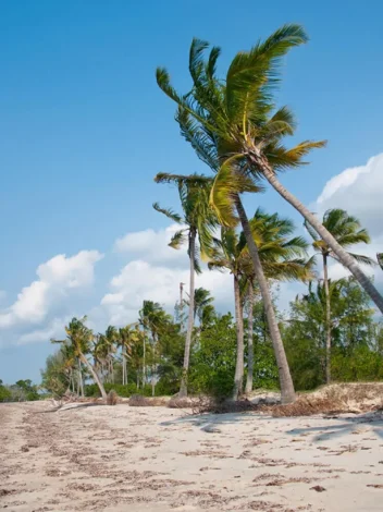 Safari from Zanzibar - Two days Saadani - A Night on Safari - By Boat
