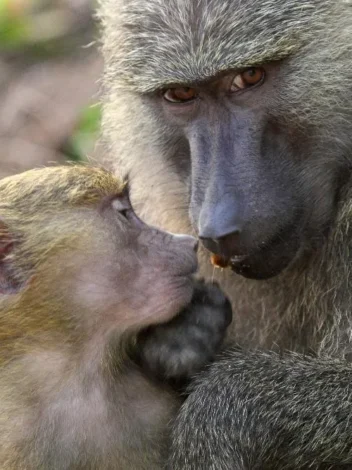 Safari to Gombe National Park - 4 days tour - western side of Tanzania