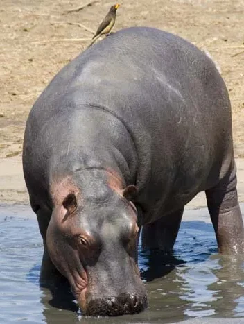 Safari to Katavi National Park - 4 days tour - western side of Tanzania