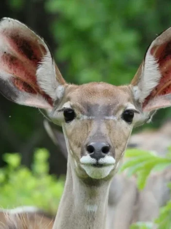 Safari to Selous
