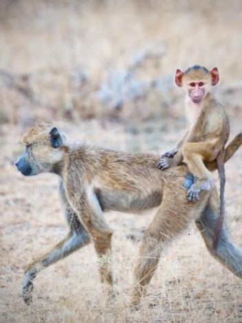 Safari to Selous by Air - 4 days - Southern side of Tanzania