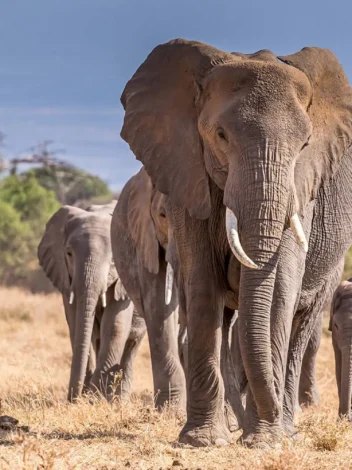 Safari to Tarangire and Ngorongoro - 2 Day