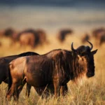 The Calving Season Safari