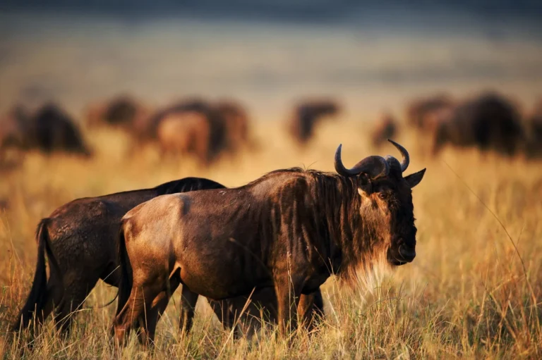 The Calving Season Safari
