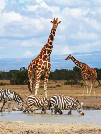 Seven-Day Kenya Family Safari