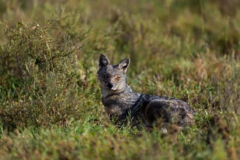 Side Striped Jackal (canis adustus)