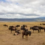 Things to Do in Arusha: Tours & Day Trips from Arusha
