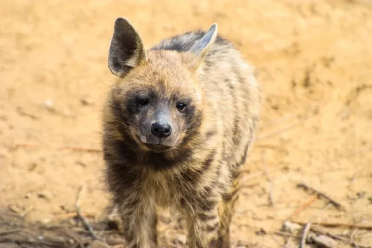 Striped Hyena (Hyaena hyaena)