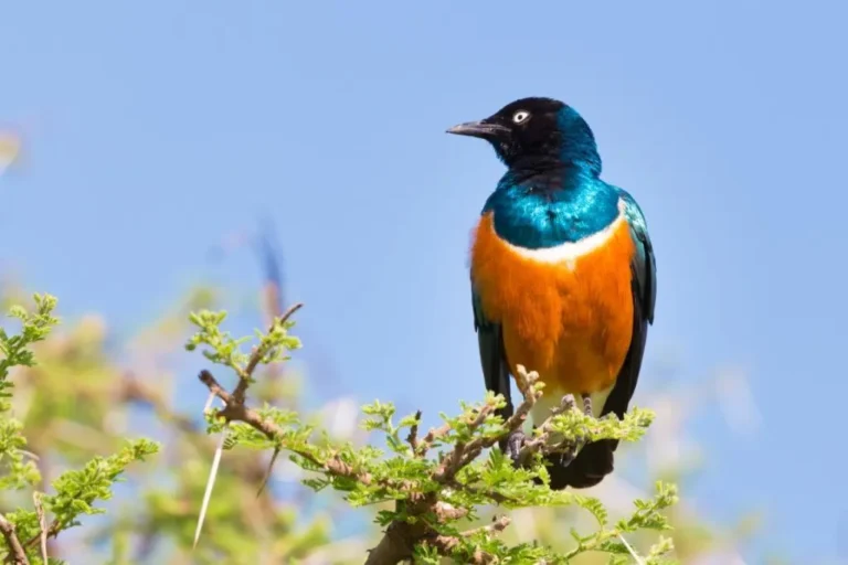 Superb Starling Bird (Lamprotornis superbus)