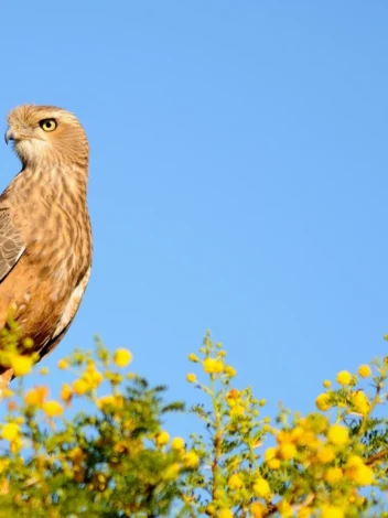 Tankwa Karoo National Park