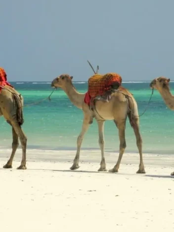 Ten Day Sun and Sand Safari