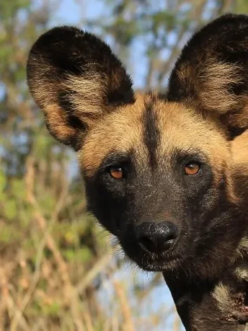 The Complete Southern Tanzania - 12 Day Flying Safari