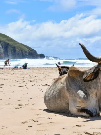 The Wild Coast