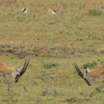 Safari Photos from Ngorongoro to the Serengeti