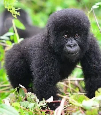 Three Day Rwandan Gorilla Trekking Experience