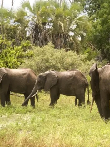 Three Day Selous Experience