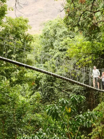 Treetop Walk
