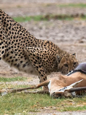 Two Day Safari to Amboseli National Park